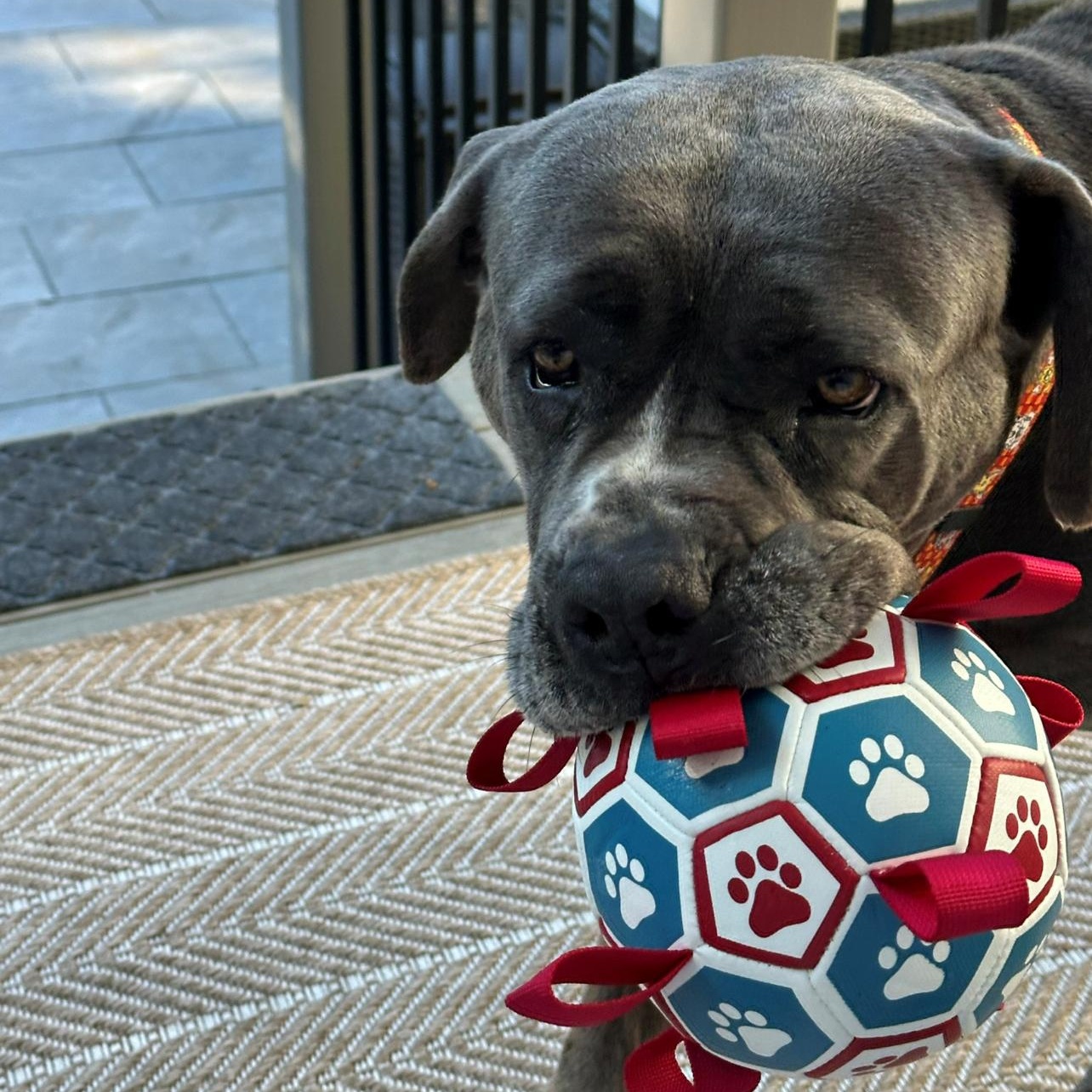 Enlarge Lucy, a Adoptable mixed breed in Montville, NJ image 3/5