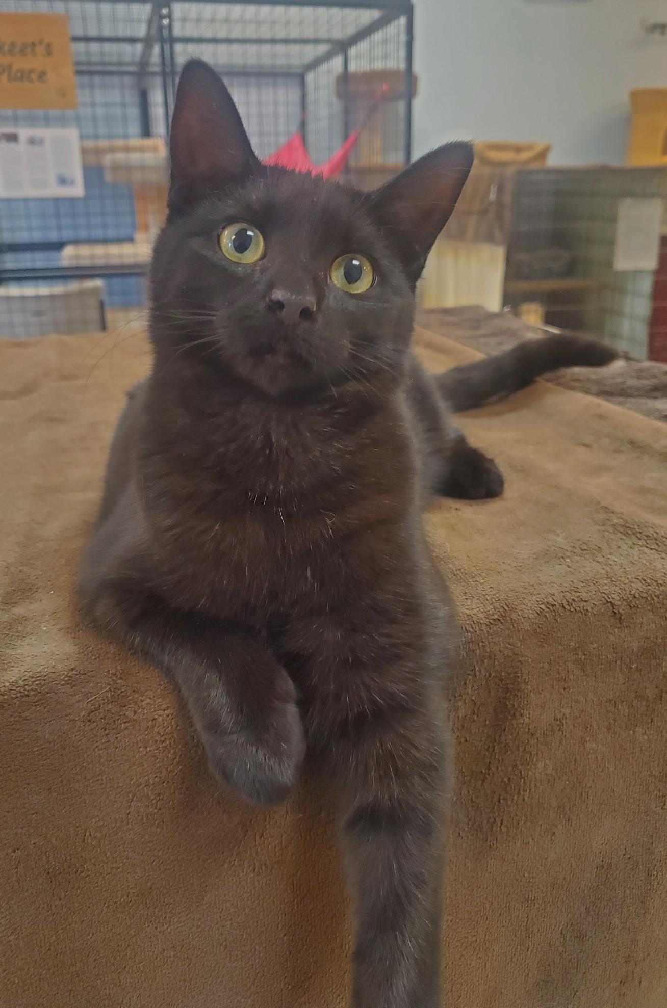 Mini, Adoptable, Young Female Domestic Short Hair.