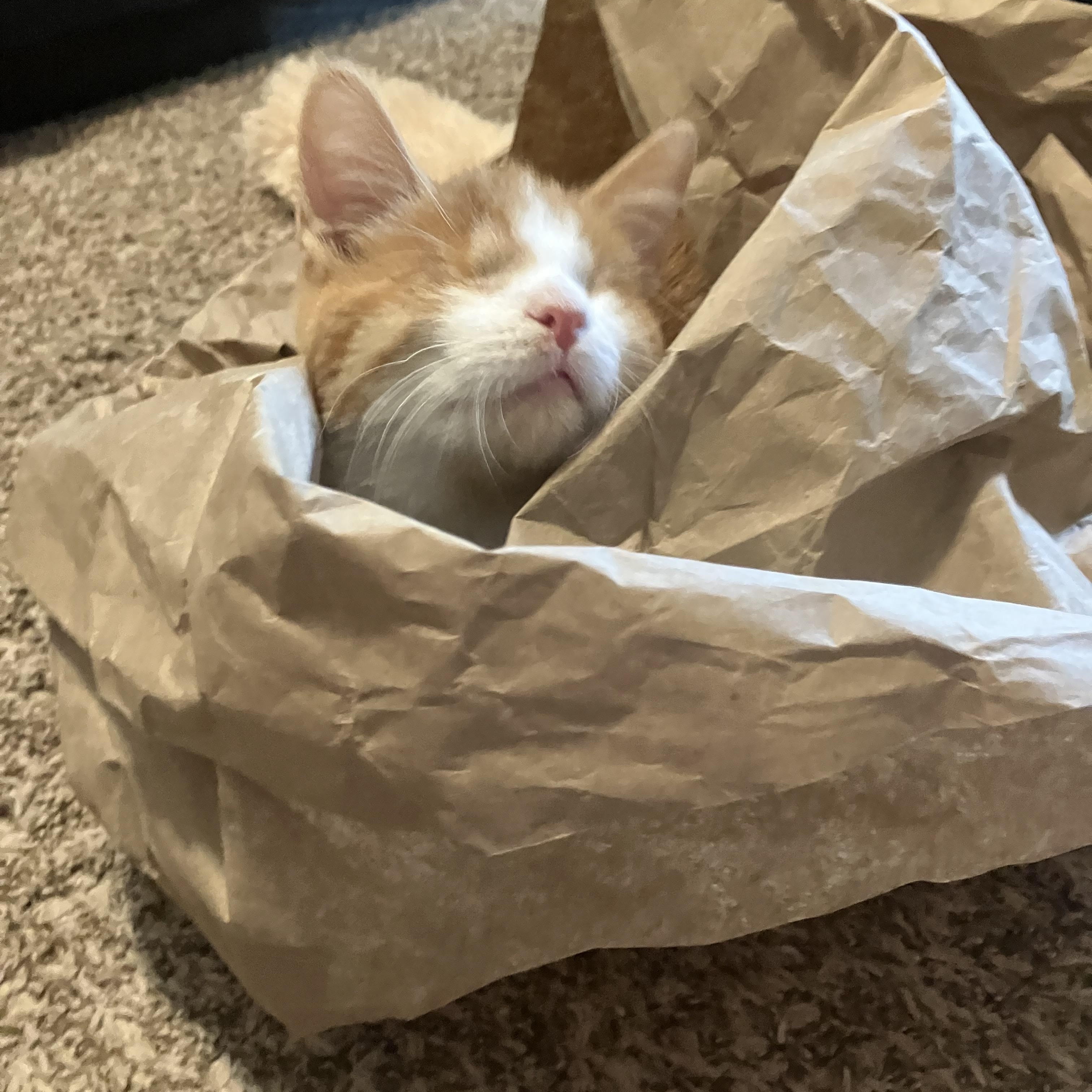 Enlarge Pudding (Blind), a Adopted Domestic Short Hair in Hillsboro, OR image 4/5