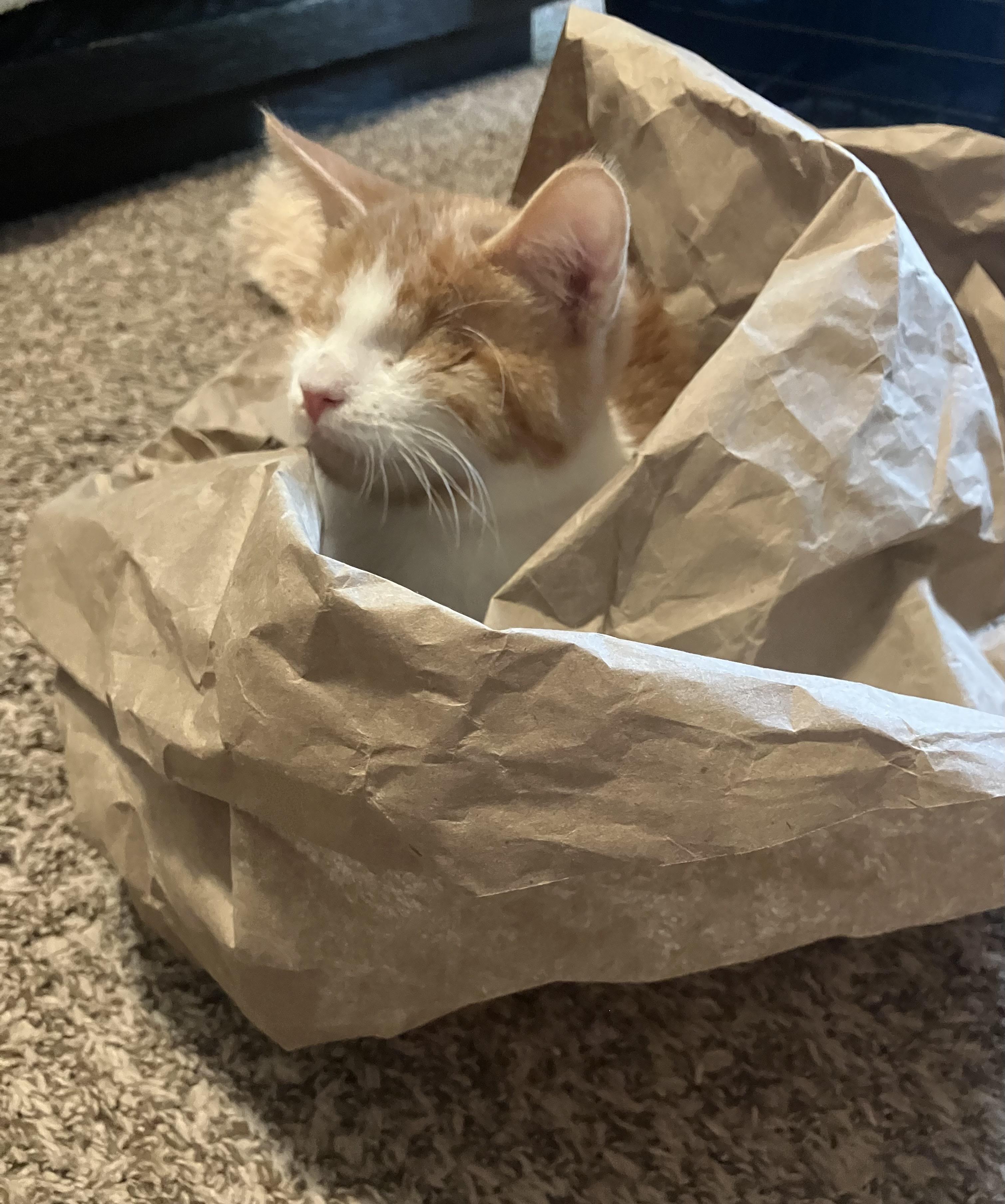 Enlarge Pudding (Blind), a Adopted Domestic Short Hair in Hillsboro, OR image 3/5