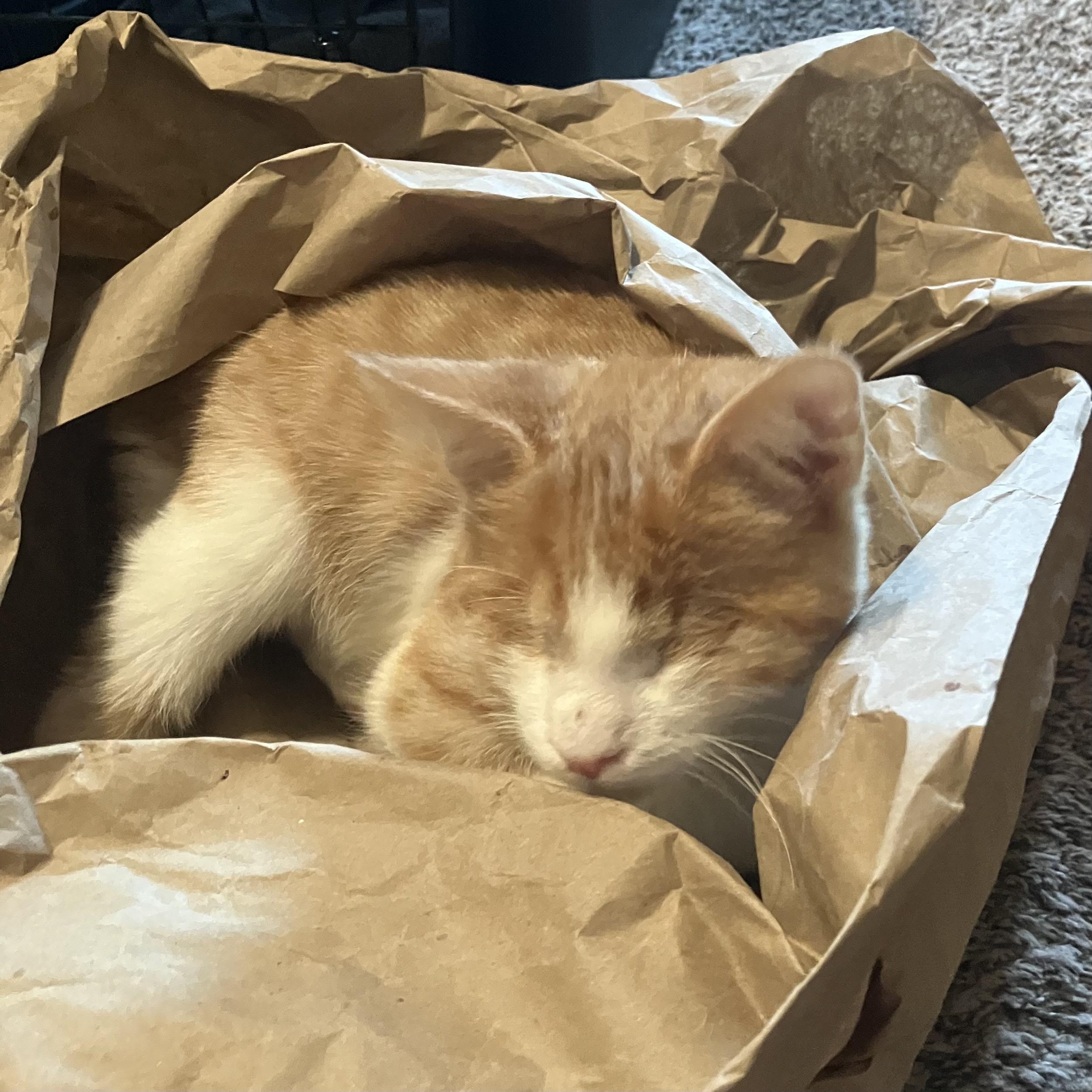 Enlarge Pudding (Blind), a Adopted Domestic Short Hair in Hillsboro, OR image 5/5