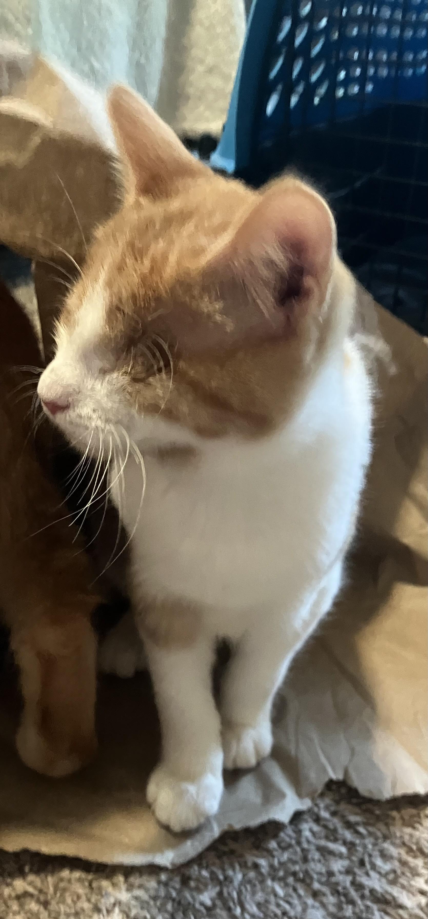 Enlarge Pudding (Blind), a Adopted Domestic Short Hair in Hillsboro, OR image 1/5