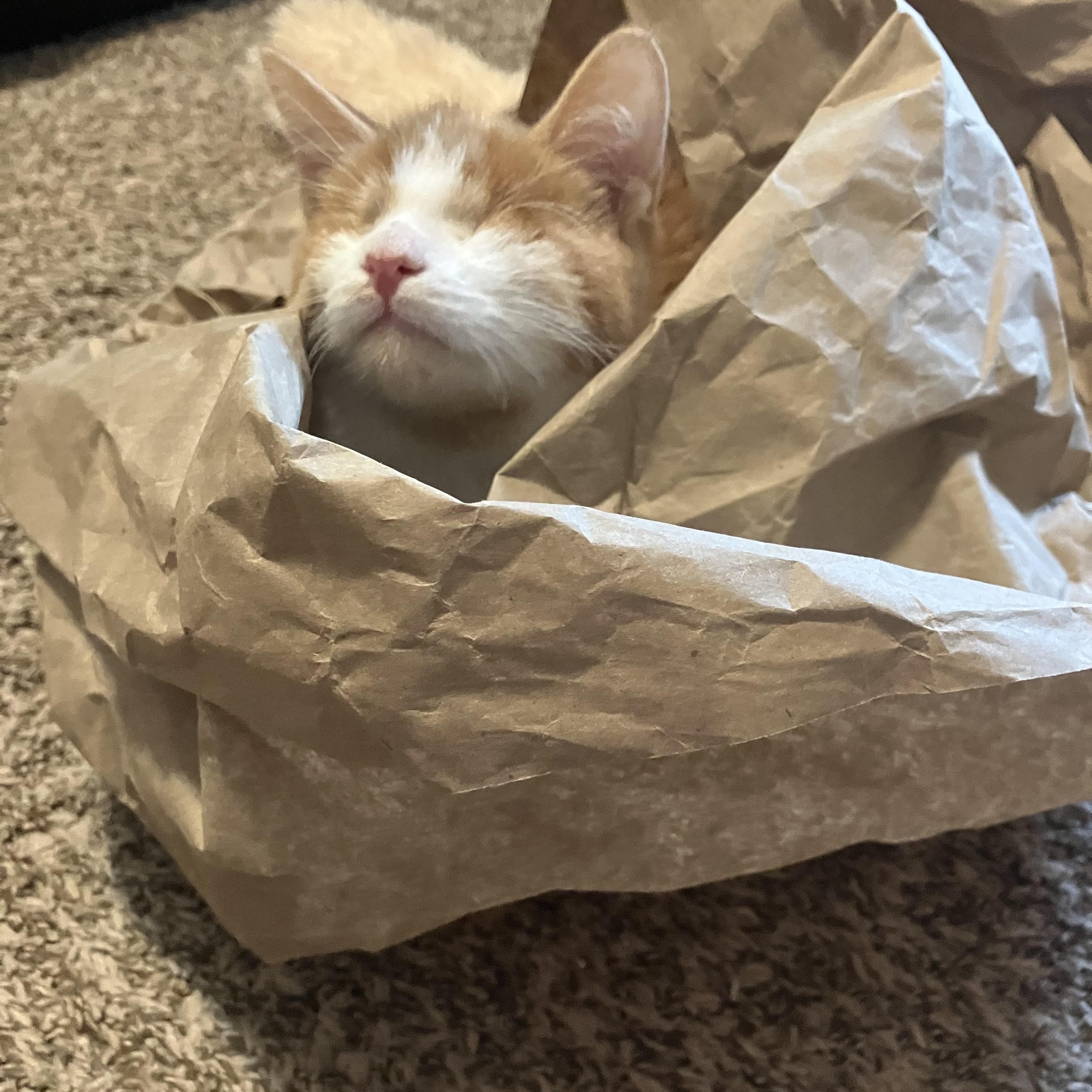 Enlarge Pudding (Blind), a Adopted Domestic Short Hair in Hillsboro, OR image 2/5