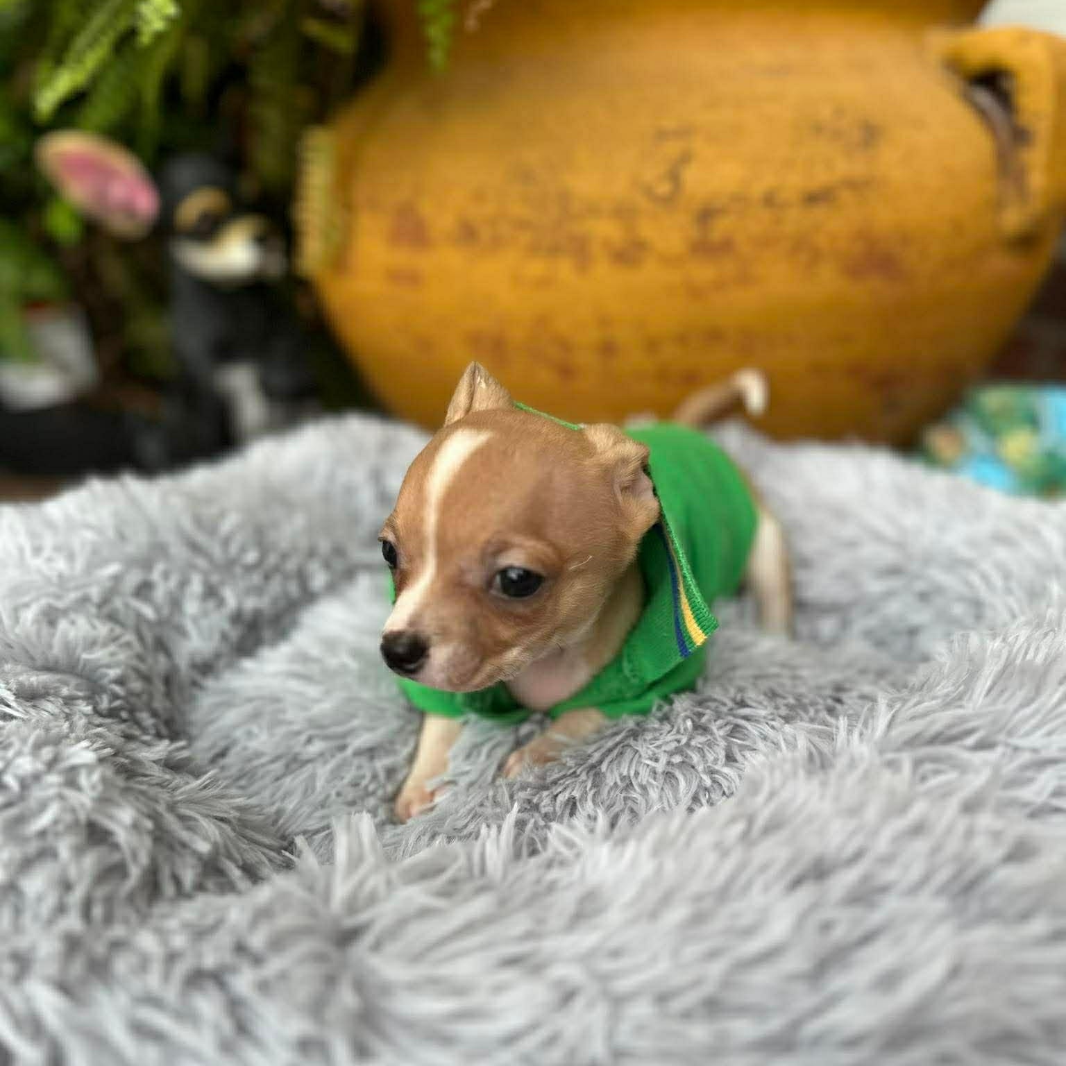 Enlarge Skipper , an adopted Chihuahua in Justin, TX image 5/5