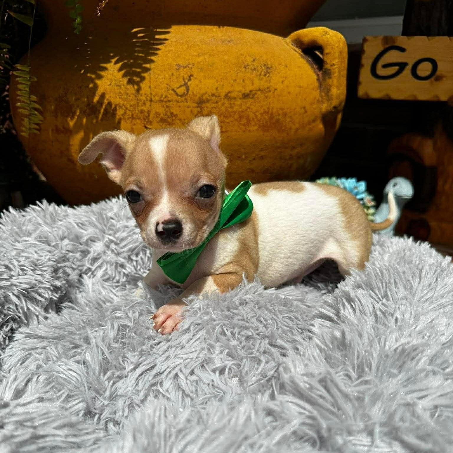 Enlarge Skipper , an adopted Chihuahua in Justin, TX image 2/5