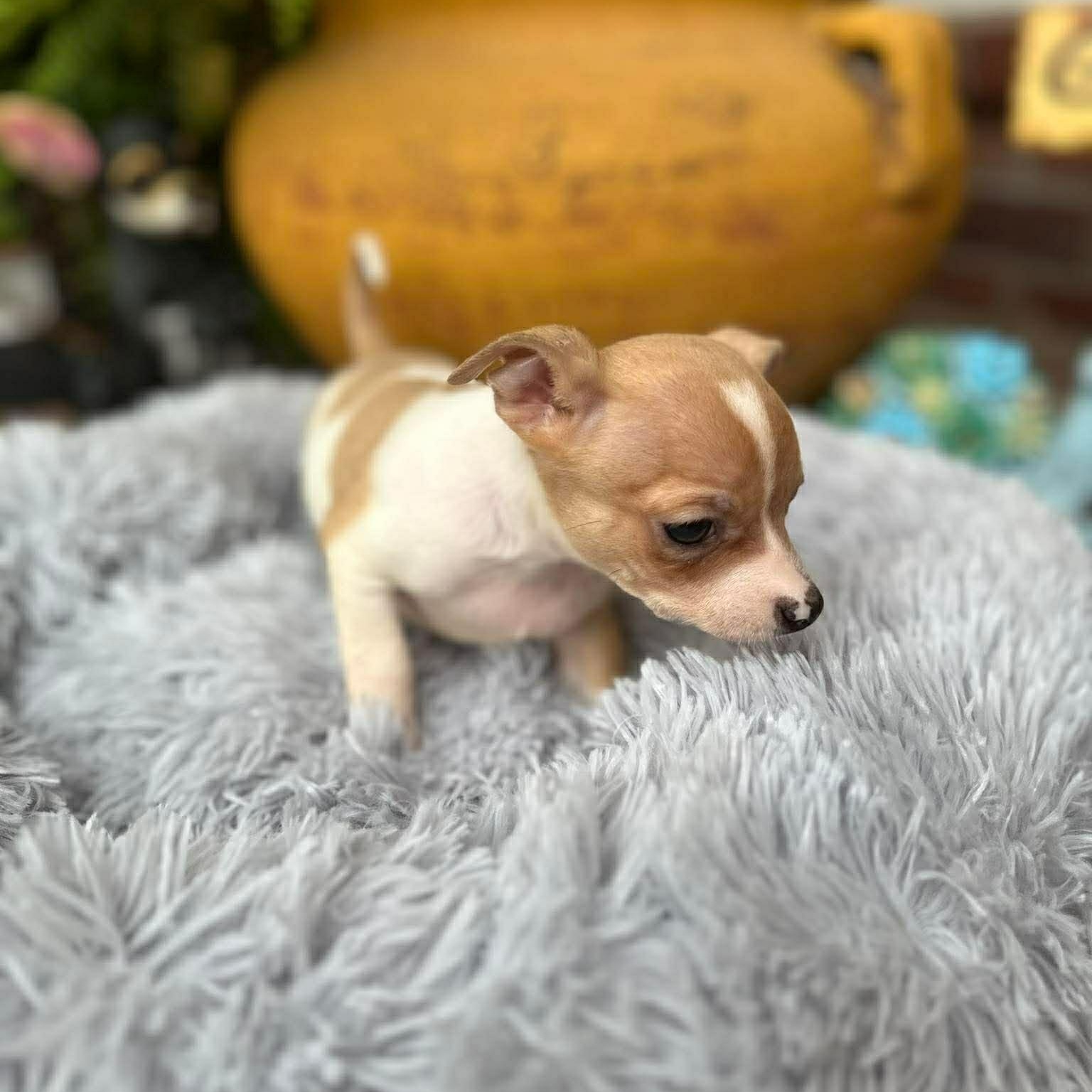 Enlarge Skipper , an adopted Chihuahua in Justin, TX image 3/5