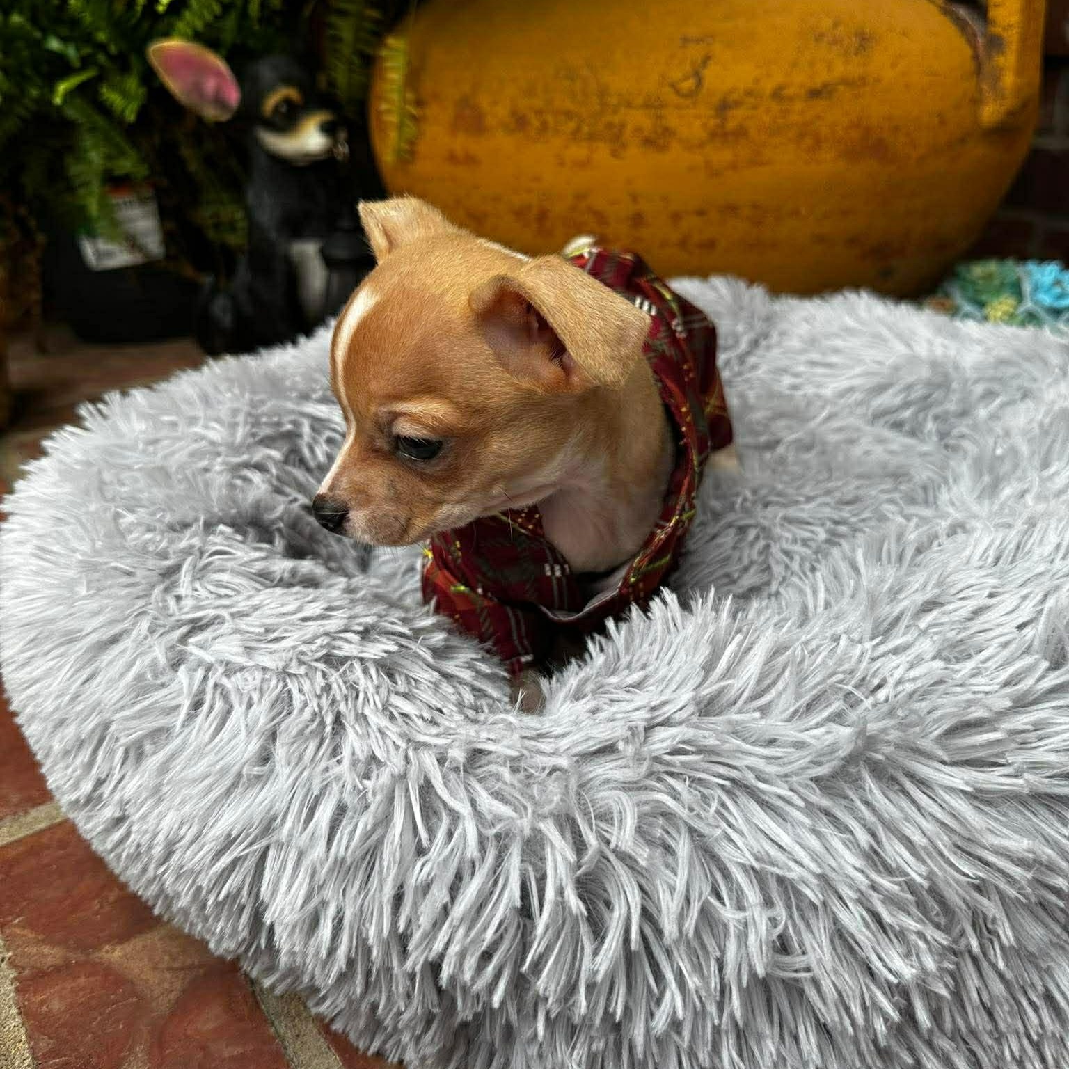 Enlarge Skipper , an adopted Chihuahua in Justin, TX image 4/5