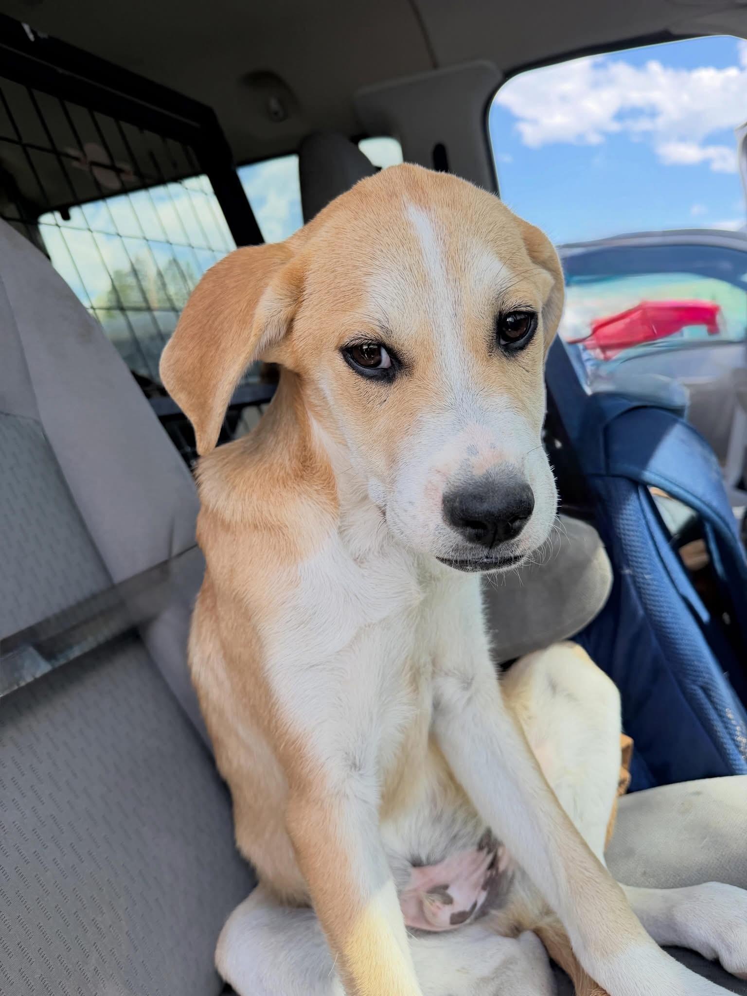 Linguini, ADOPTABLE, Young Male Mixed Breed.