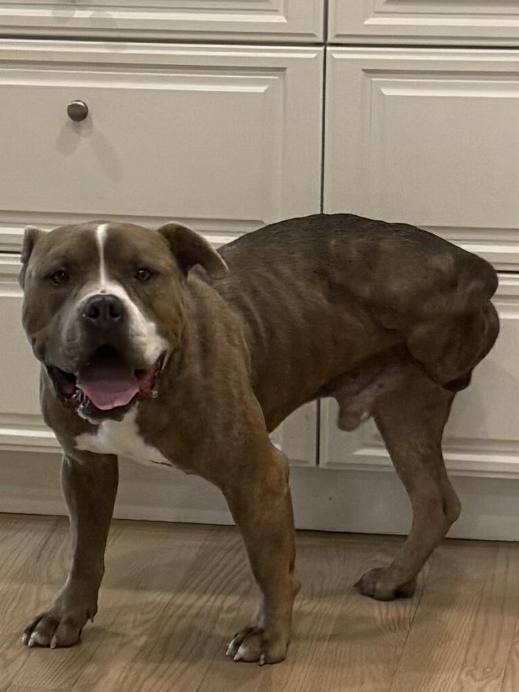 Jim, Adoptable, Adult Male American Bulldog & Mixed Breed.