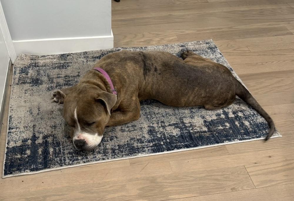 Enlarge Jim, a Adoptable mixed breed in Sedalia, CO image 2/6