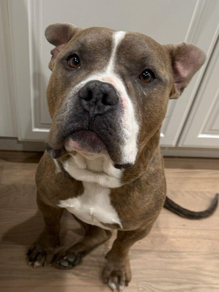 Enlarge Jim, a Adoptable mixed breed in Sedalia, CO image 3/6