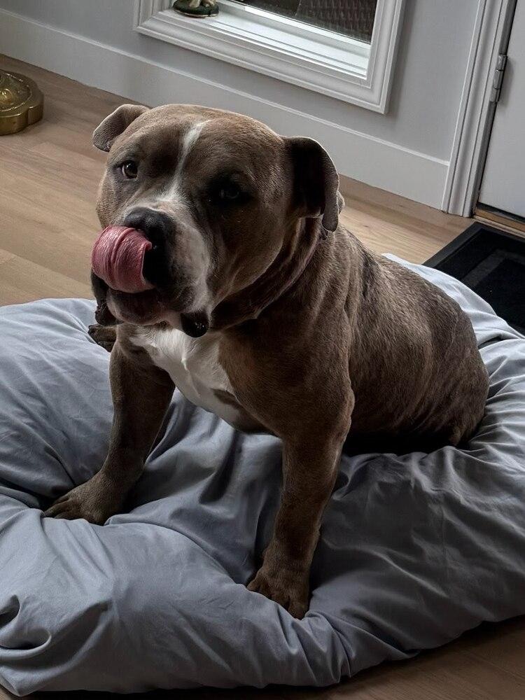 Enlarge Jim, a Adoptable mixed breed in Sedalia, CO image 4/6