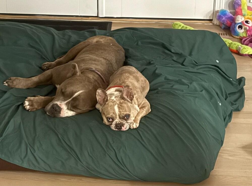 Enlarge Jim, a Adoptable mixed breed in Sedalia, CO image 5/6