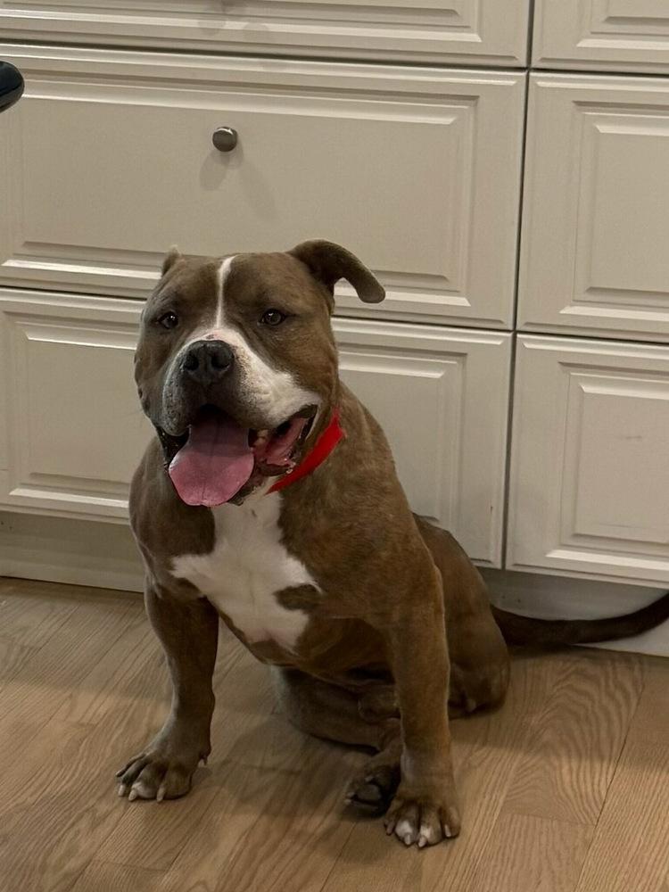 Enlarge Jim, a Adoptable mixed breed in Sedalia, CO image 6/6