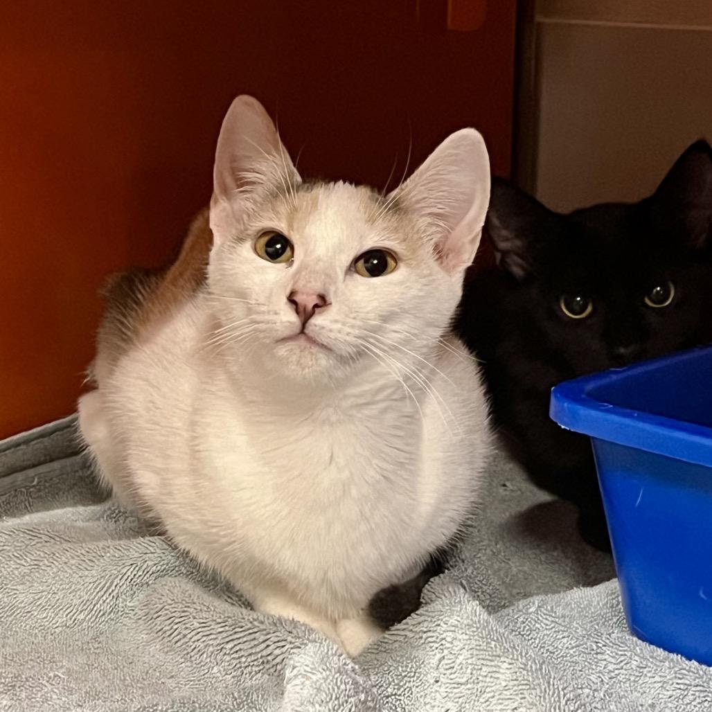 Koi, Adoptable, Young Female Domestic Short Hair.