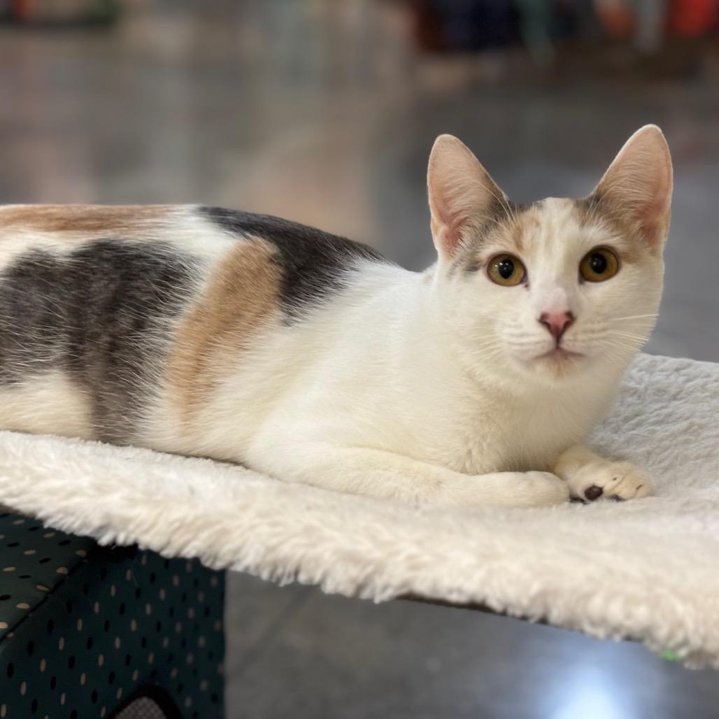 Koi, a Adoptable Domestic Short Hair in Morgan Hill, CA image 3/6