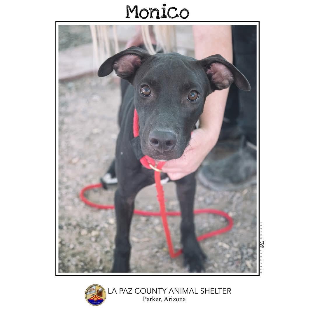 Monico, Adoptable, Young Male Jindo & Pit Bull Terrier.