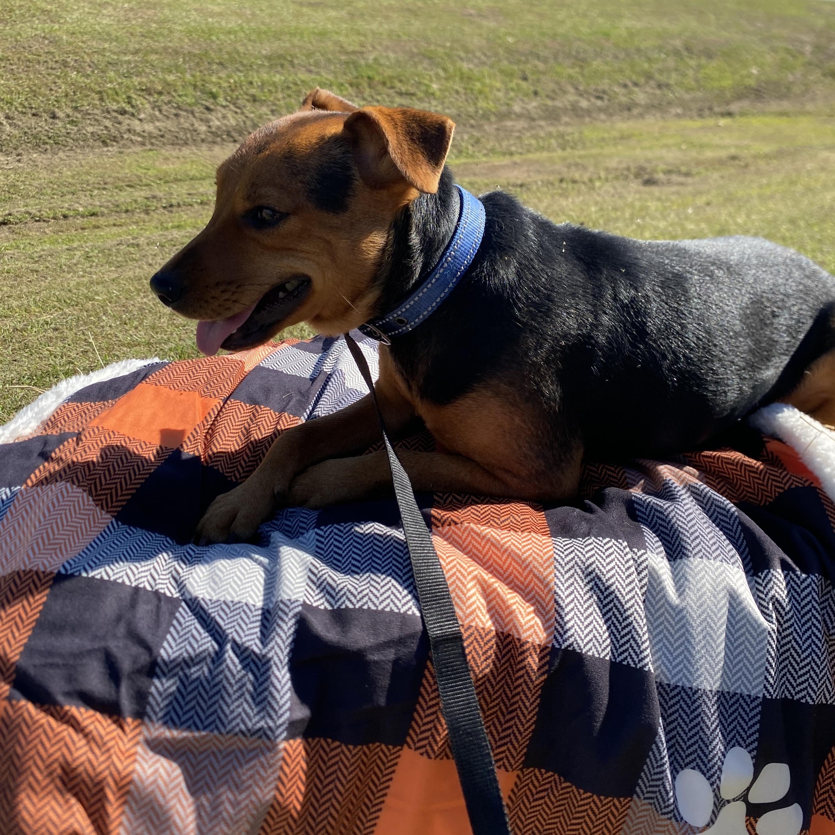 Banjo, a Adoptable mixed breed in Lakeland, GA image 2/3