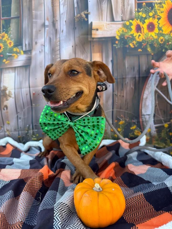 Banjo, a Adoptable mixed breed in Lakeland, GA image 1/3