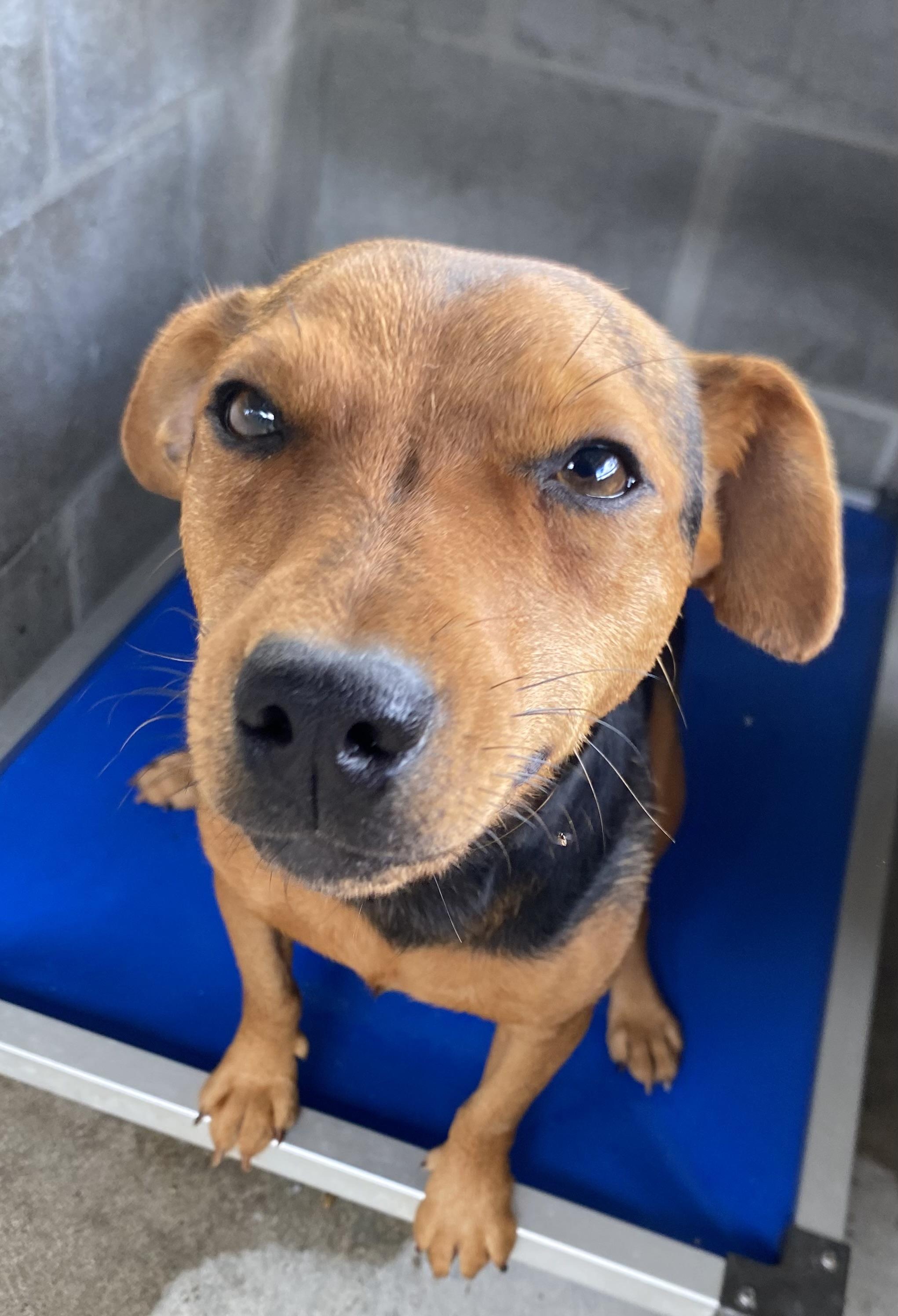 Banjo, Adoptable, Young Male Jack Russell Terrier.