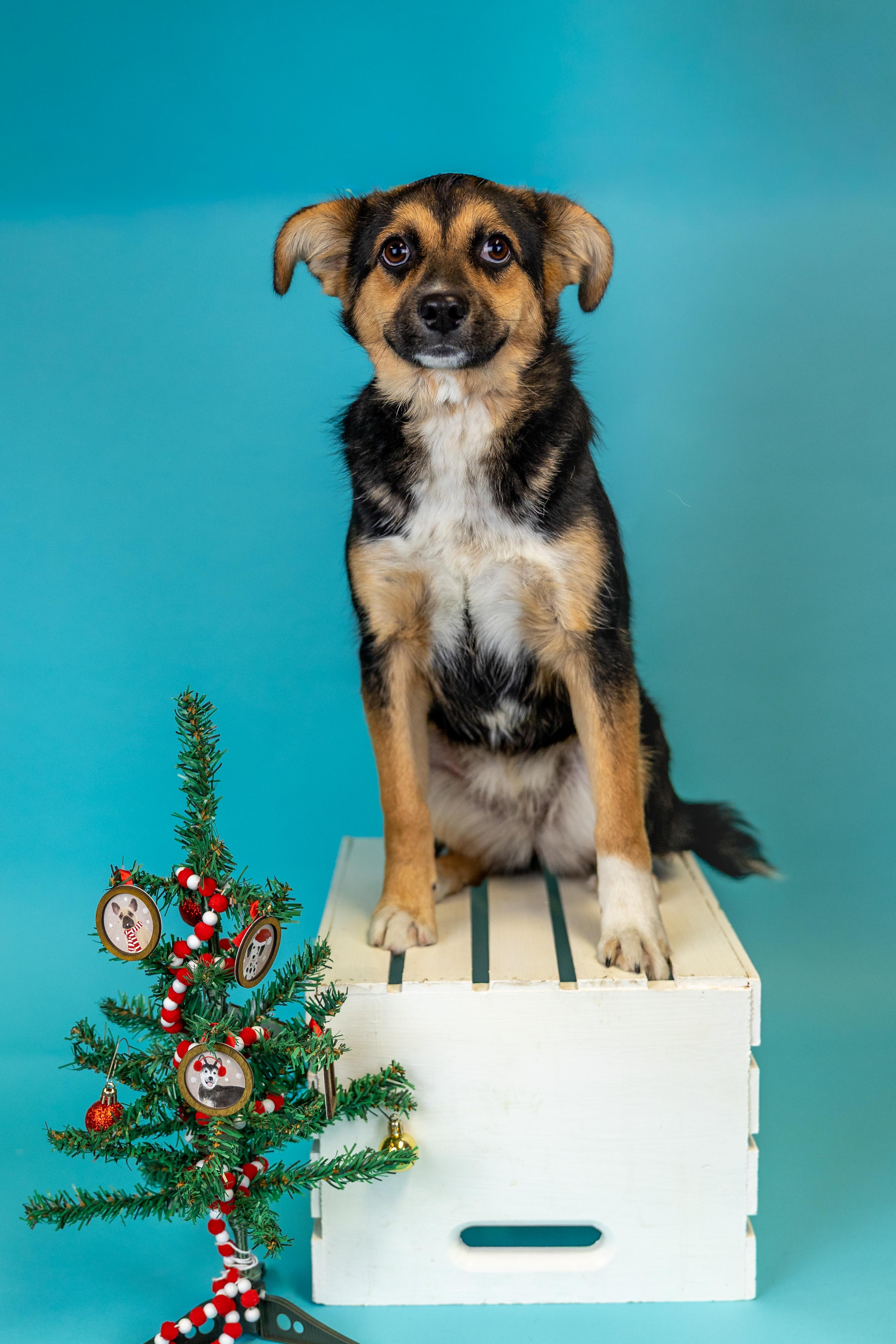 #1019-25 (Cookie), Adoptable, Young Female German Shepherd Dog.