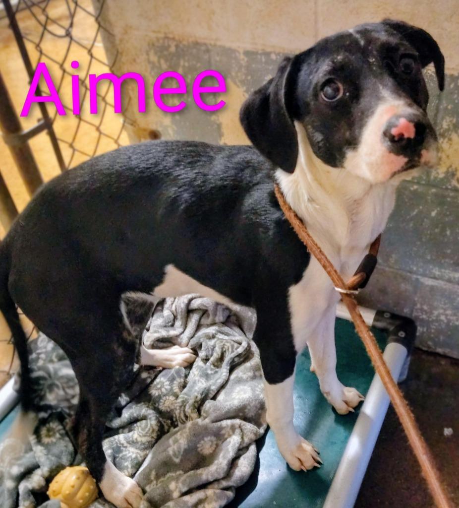 Aimee, Adoptable, Puppy Female Treeing Walker Coonhound & Catahoula Leopard Dog.
