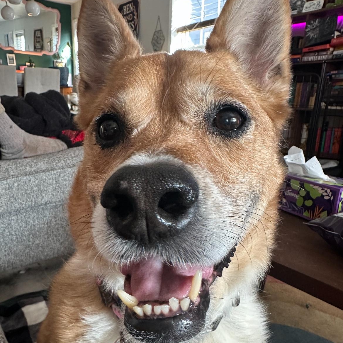 Penny — thumbnail 4