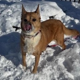 Penny, an adoptable mixed breed in Buffalo, NY image 4/4