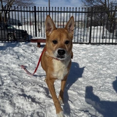 Penny, an adoptable mixed breed in Buffalo, NY image 2/4
