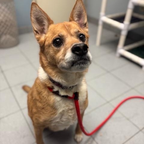 Penny, an adoptable mixed breed in Buffalo, NY image 1/4