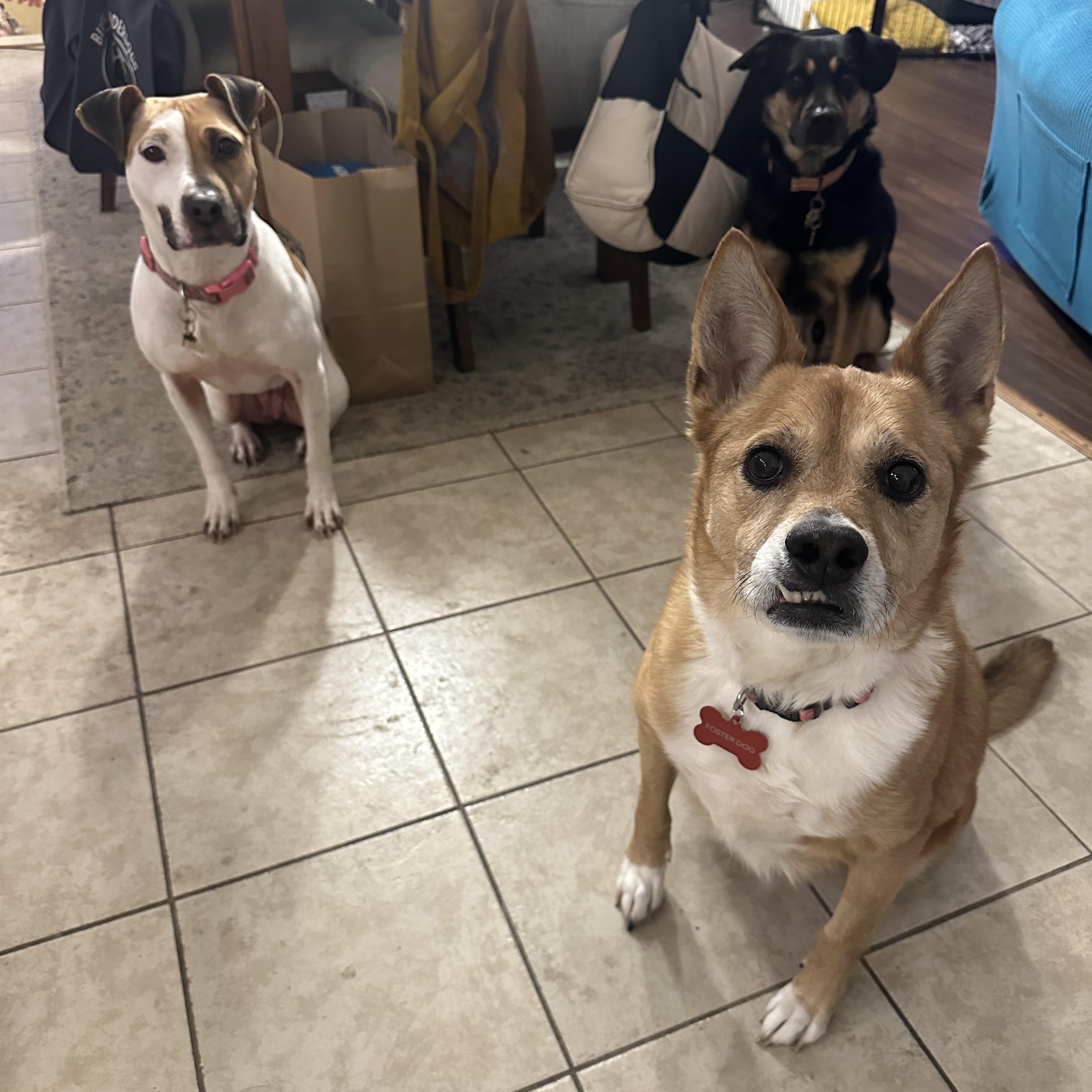 Penny — thumbnail 6