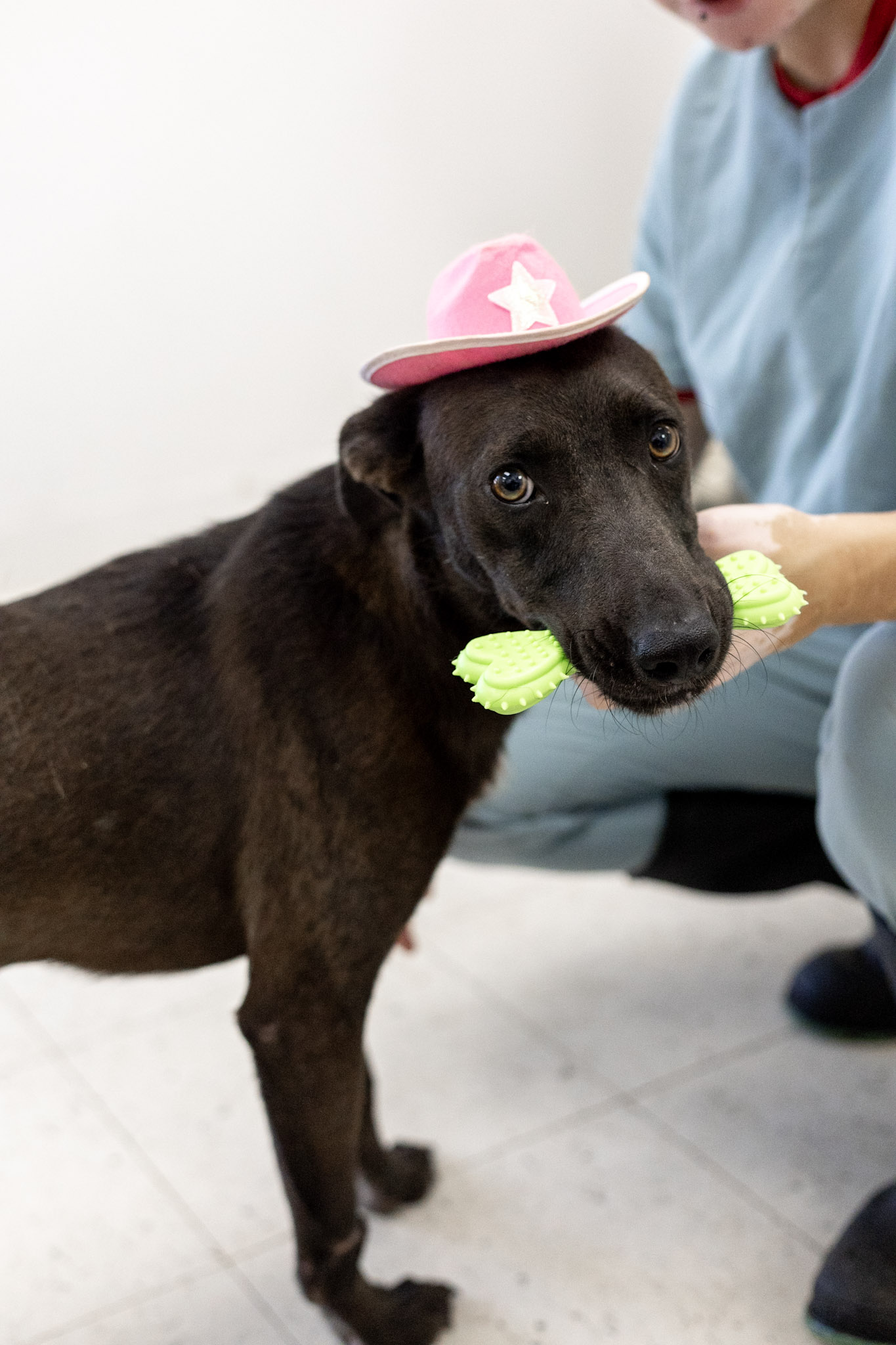 Dog for adoption Sable, a Labrador Retriever Mix in Pell City, AL