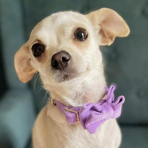 Penelope