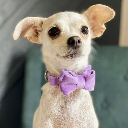 Penelope