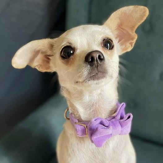 Penelope