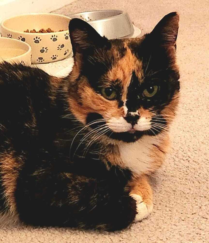 Enlarge Cleo, a Adoptable mixed breed in Jessup, MD image 1/3