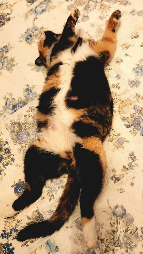 Enlarge Cleo, a Adoptable mixed breed in Jessup, MD image 2/3