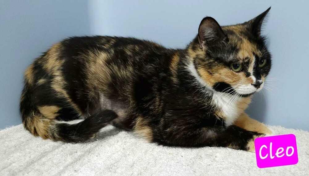Enlarge Cleo, a Adoptable mixed breed in Jessup, MD image 3/3