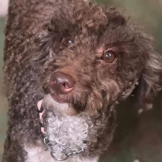 Enlarge Daisy , a ADOPTABLE mixed breed in Eugene, OR image 3/3