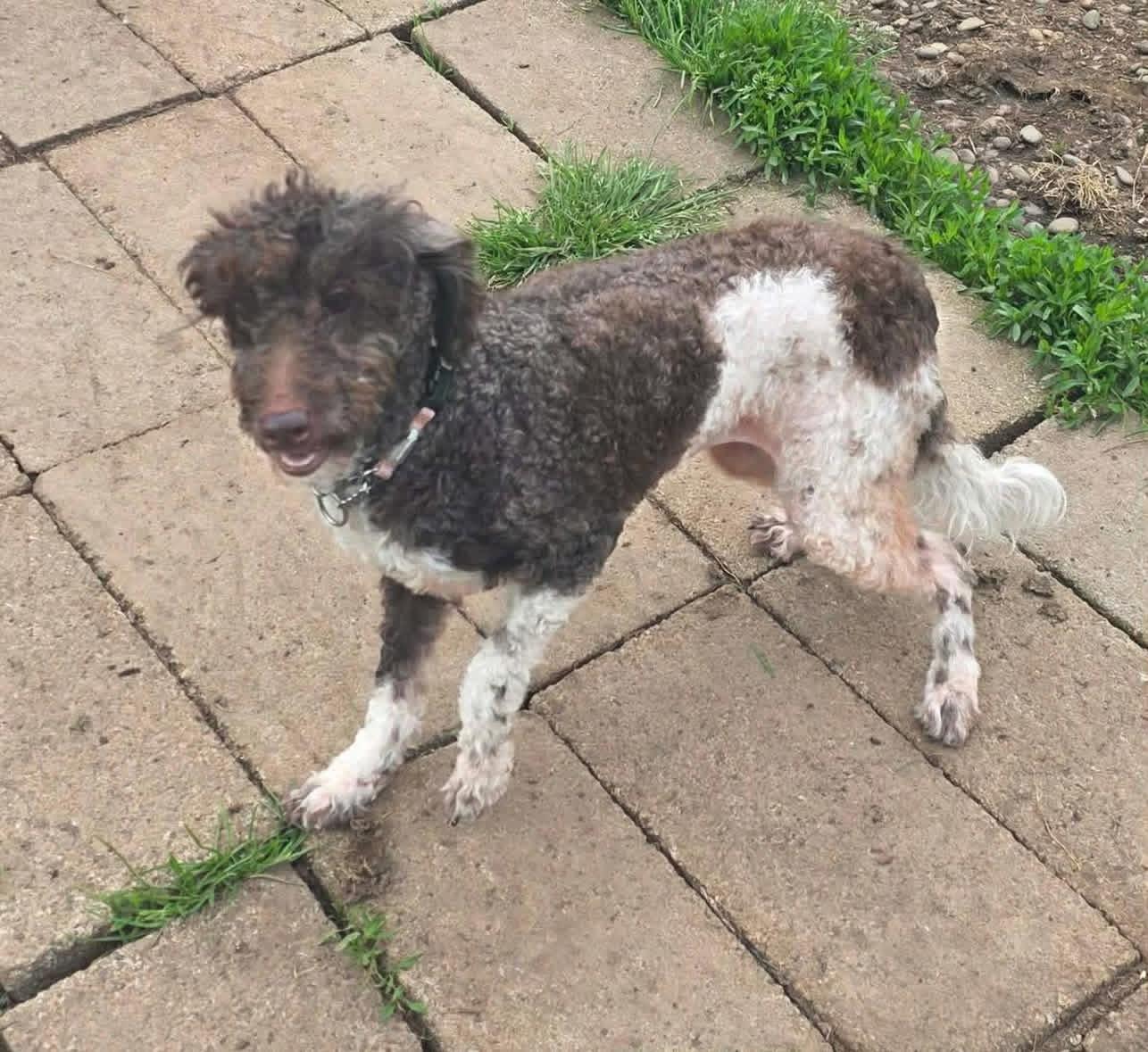 Enlarge Daisy , a ADOPTABLE mixed breed in Eugene, OR image 2/3
