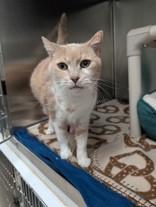 Enlarge Tracey, an adopted Domestic Short Hair in Whitby, ON image 3/3