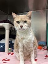 Tracey, adopted, Senior Female Domestic Short Hair.