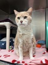 Enlarge Tracey, an adopted Domestic Short Hair in Whitby, ON image 2/3