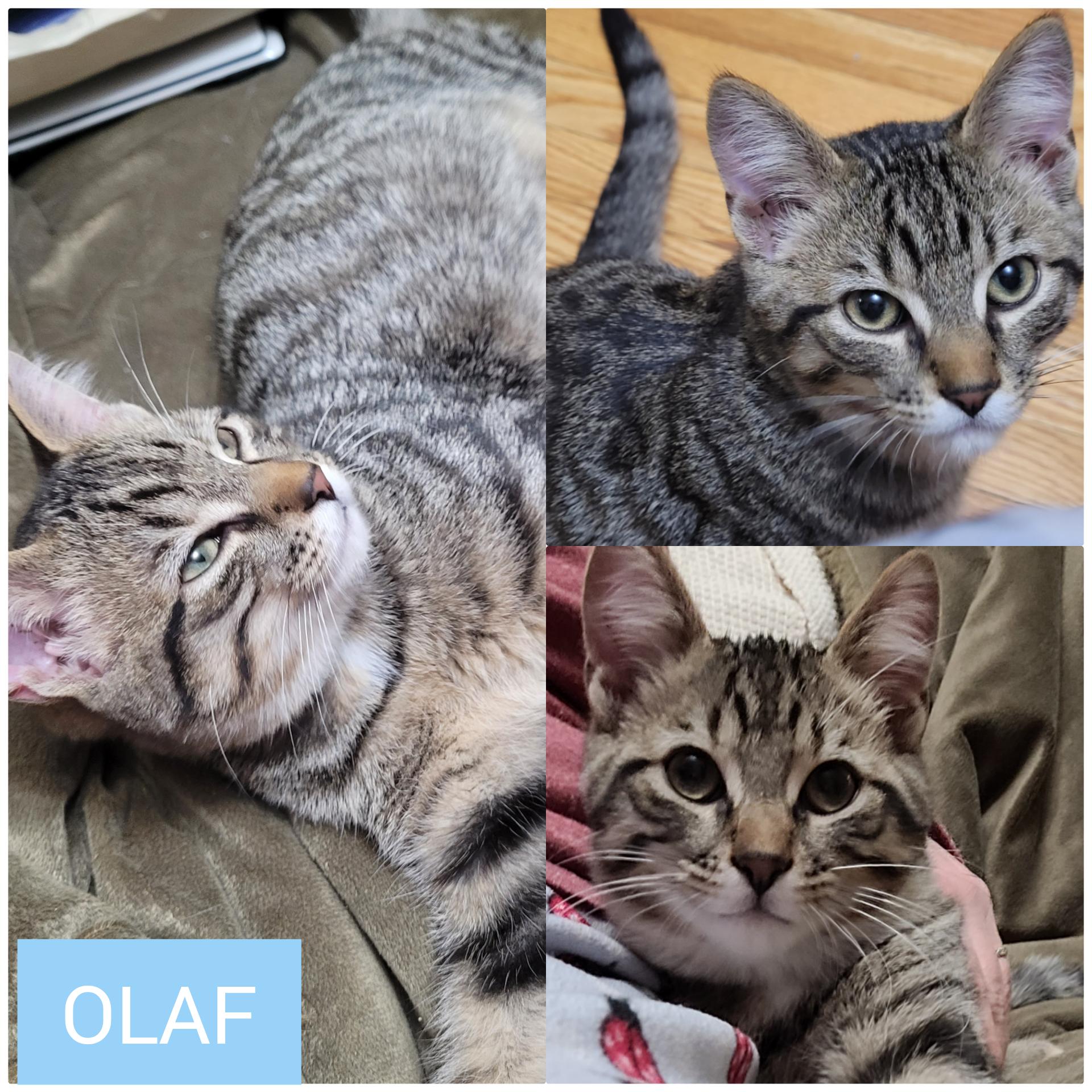 Enlarge Olaf, a Adopted Domestic Short Hair in Guelph, ON image 1/6