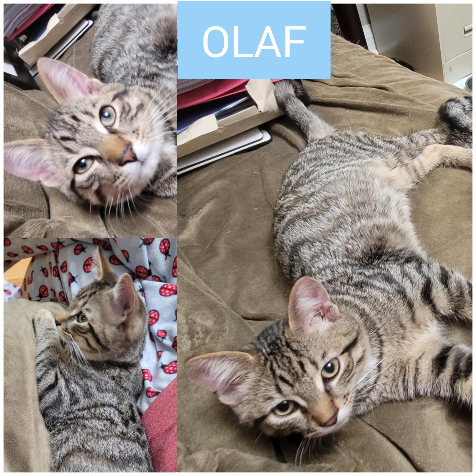 Enlarge Olaf, a Adopted Domestic Short Hair in Guelph, ON image 2/6