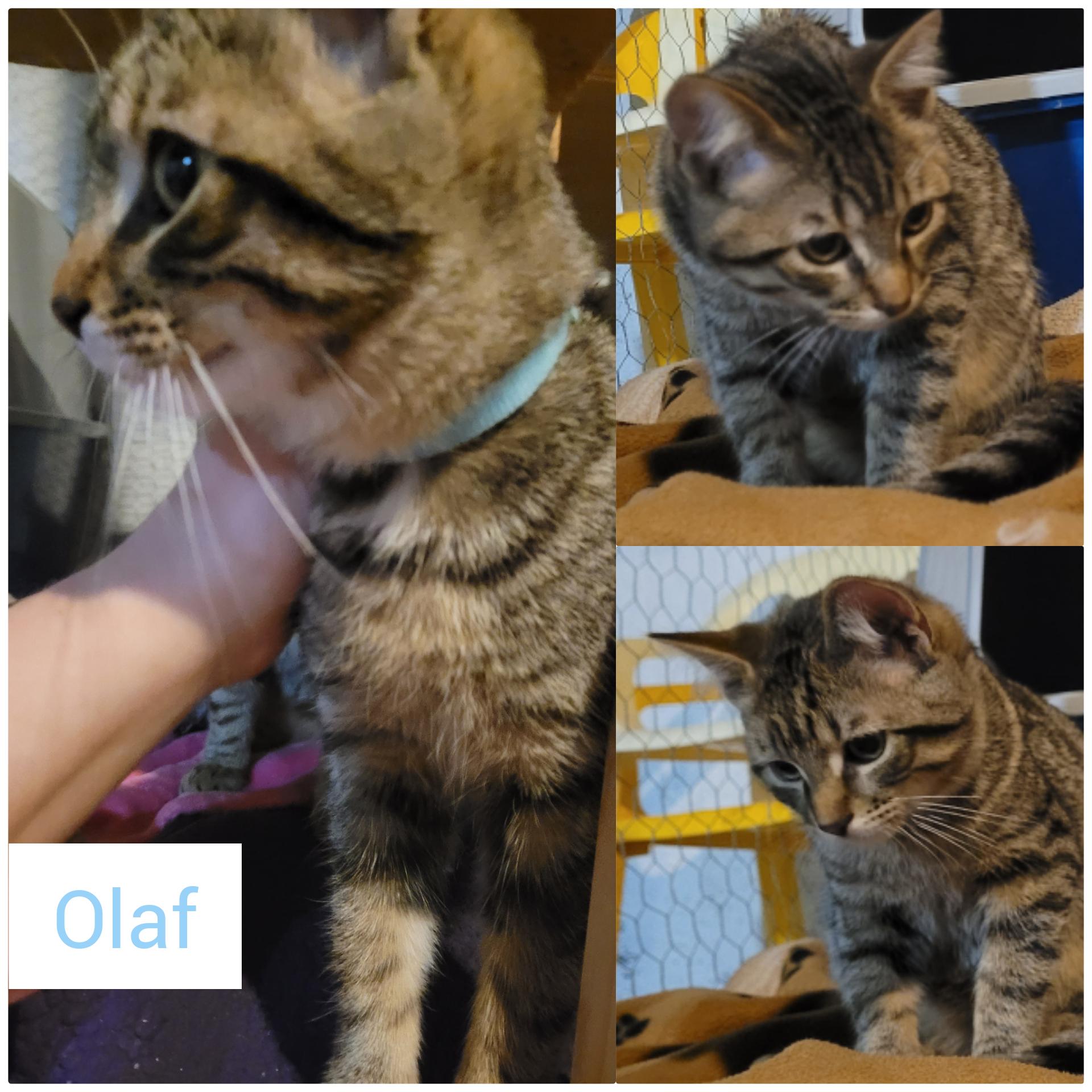 Enlarge Olaf, a Adopted Domestic Short Hair in Guelph, ON image 4/6