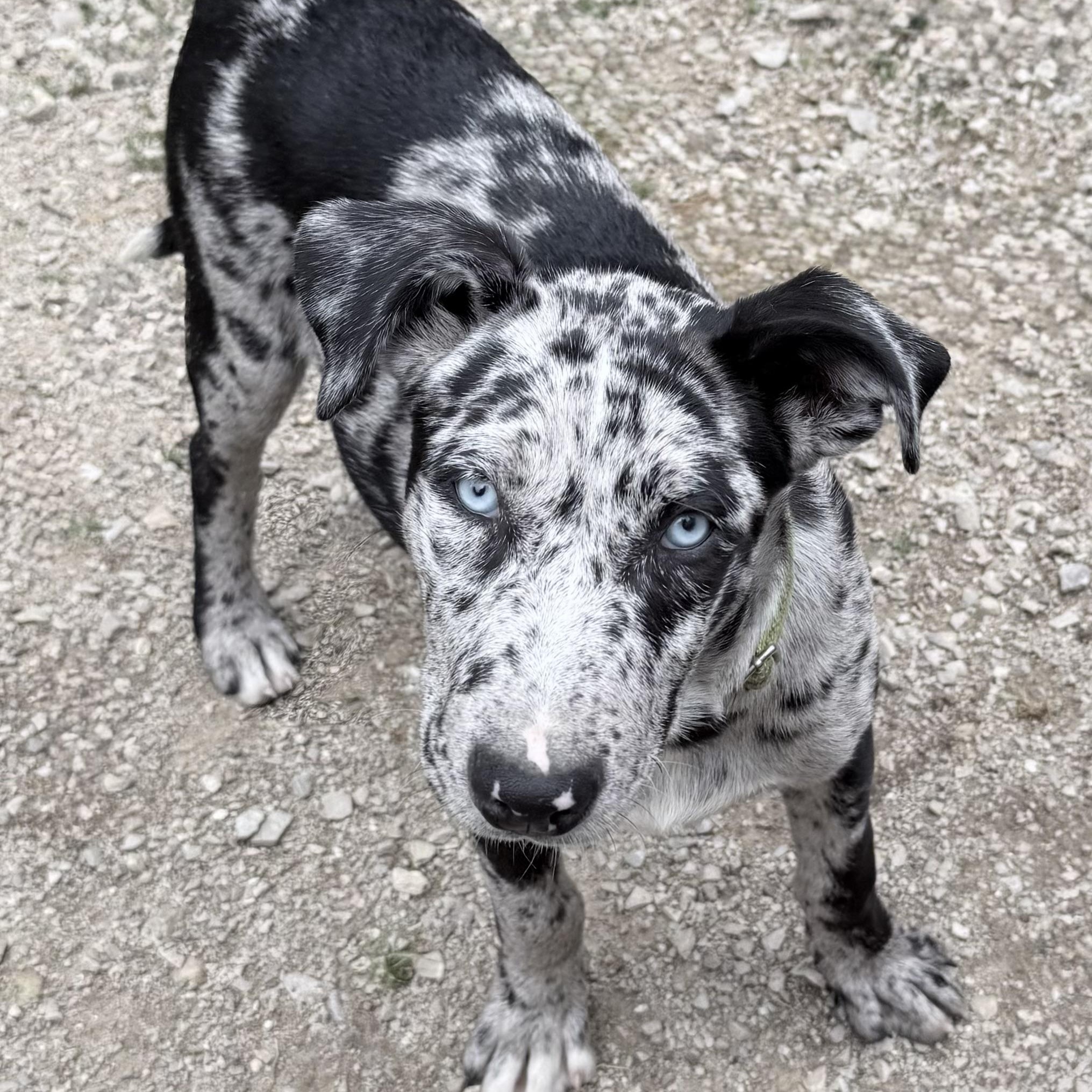Koda, Adoptable, Puppy Male Catahoula Leopard Dog.