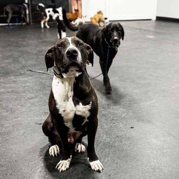 Jordan, Adoptable, Puppy Male Hound & Pit Bull Terrier.