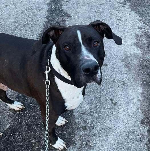 Enlarge Jordan, a Adoptable mixed breed in Indianapolis, IN image 2/4