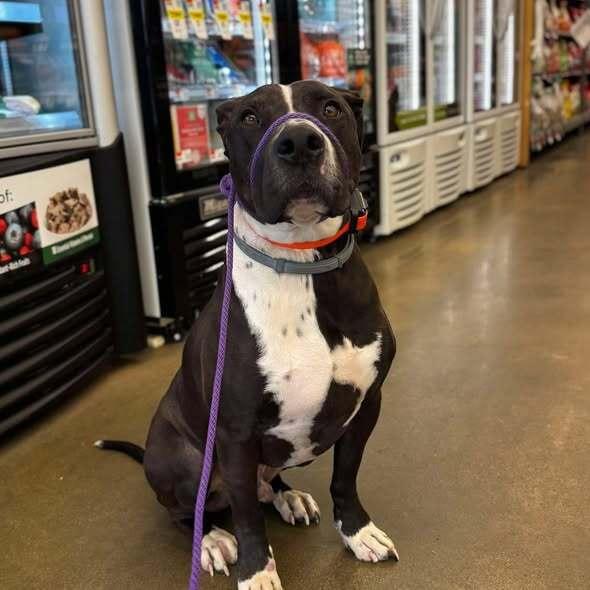 Enlarge Jordan, a Adoptable mixed breed in Indianapolis, IN image 3/4